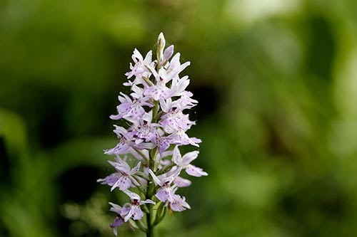 Dactylorhiza maculata img_02013
