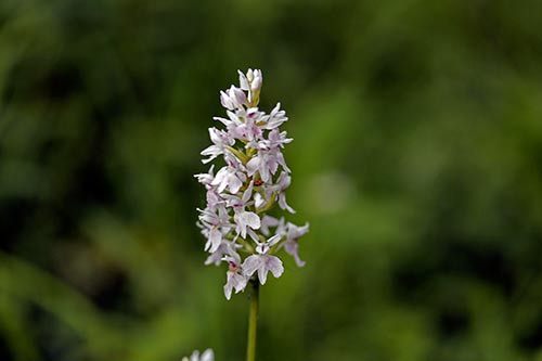 Dactylorhiza maculata img_02015
