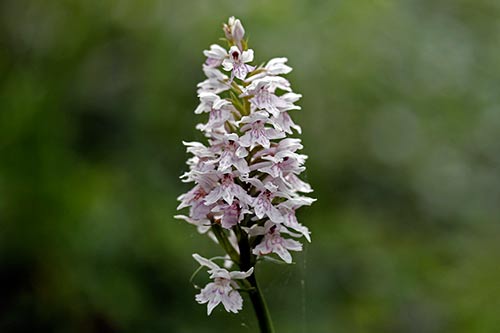 Dactylorhiza maculata img_02017
