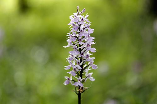 Dactylorhiza maculata img_02019