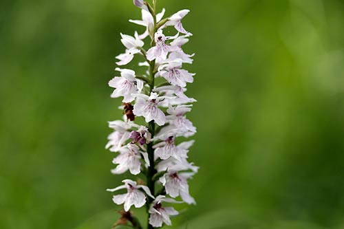 Dactylorhiza maculata img_02021
