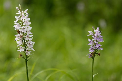 Dactylorhiza maculata img_02023