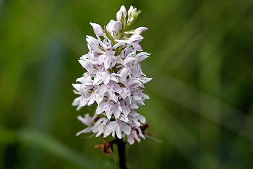 Dactylorhiza maculata img_02024