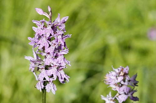 Dactylorhiza maculata img_02027