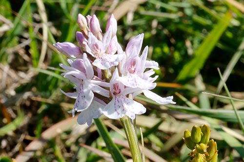 Dactylorhiza maculata img_02784