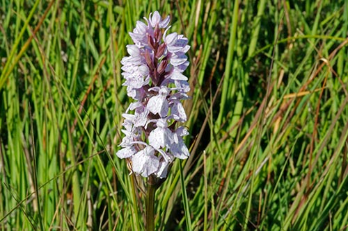 Dactylorhiza maculata img_02824