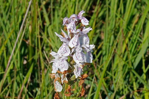 Dactylorhiza maculata img_02828
