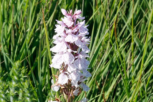 Dactylorhiza maculata img_02837