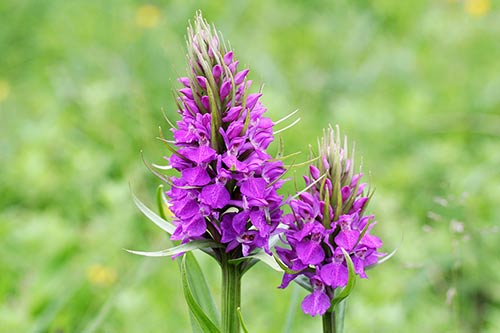Dactylorhiza praetermissa img_04446