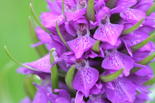 Dactylorhiza praetermissa img_04458