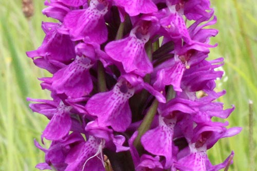 Dactylorhiza praetermissa img_05424a