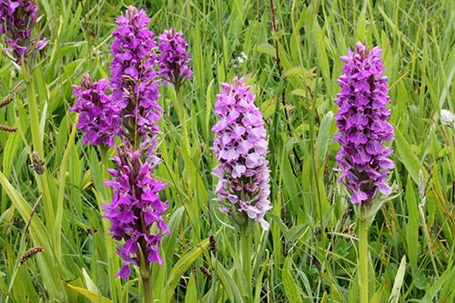 Dactylorhiza praetermissa img_05514