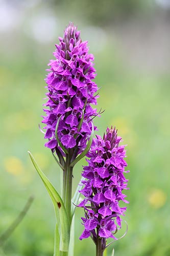 Dactylorhiza praetermissa img_04330
