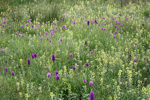 Dactylorhiza praetermissa img_04339