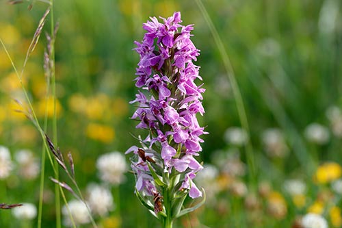 Dactylorhiza praetermissa img_02470