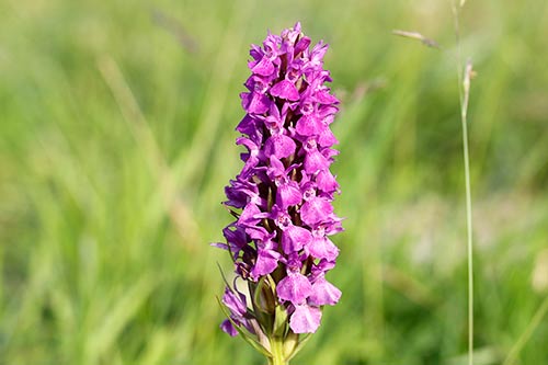 Dactylorhiza praetermissa img_02474