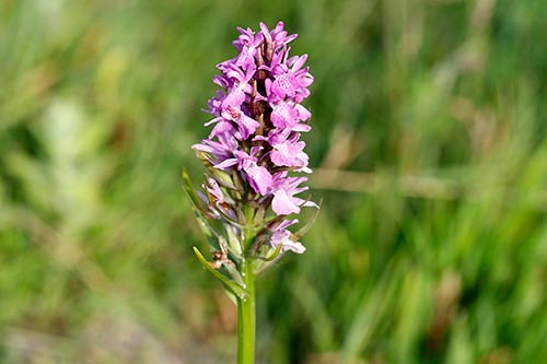 Dactylorhiza praetermissa img_02482