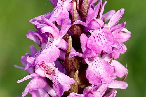 Dactylorhiza praetermissa img_02482a