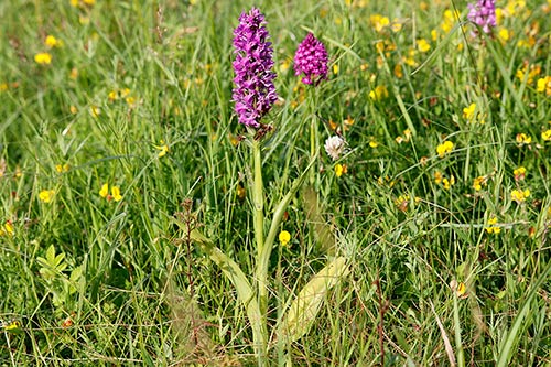Dactylorhiza praetermissa img_02508