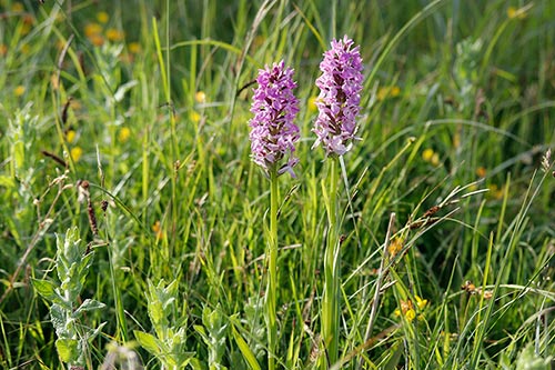 Dactylorhiza praetermissa img_02509