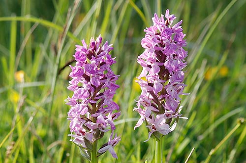 Dactylorhiza praetermissa img_02510
