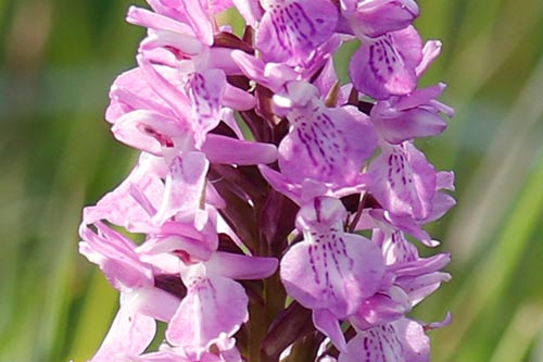 Dactylorhiza praetermissa img_02510a