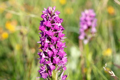 Dactylorhiza praetermissa img_02512