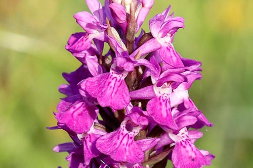 Dactylorhiza praetermissa img_02512a