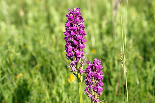Dactylorhiza praetermissa img_02521