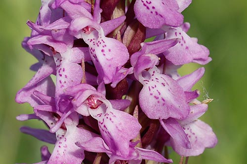 Dactylorhiza praetermissa img_02525
