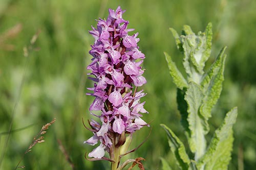 Dactylorhiza praetermissa img_02526