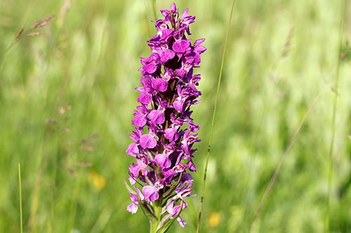 Dactylorhiza praetermissa img_02535