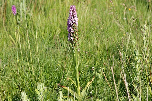 Dactylorhiza praetermissa img_02539