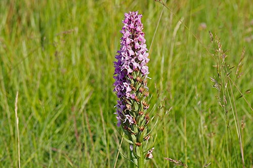 Dactylorhiza praetermissa img_02540