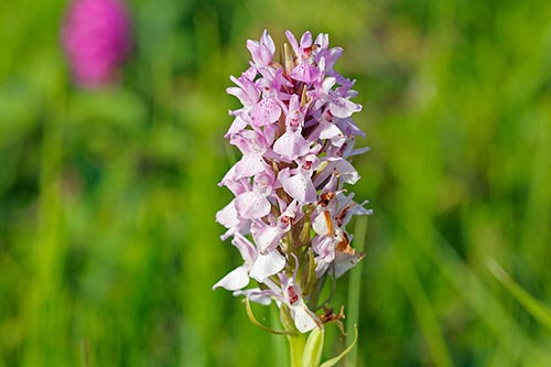 Dactylorhiza praetermissa img_02549