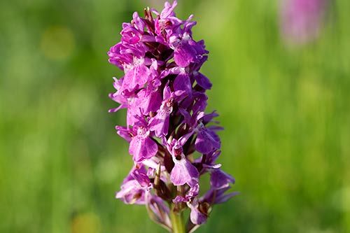Dactylorhiza praetermissa img_02550