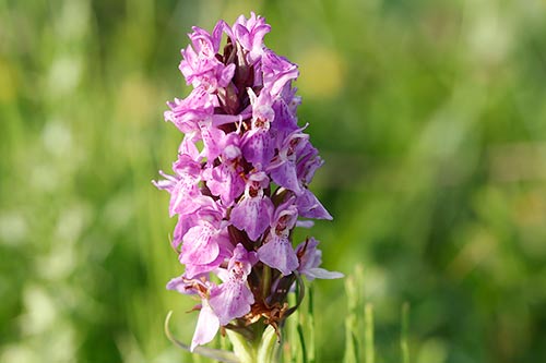 Dactylorhiza praetermissa img_02552