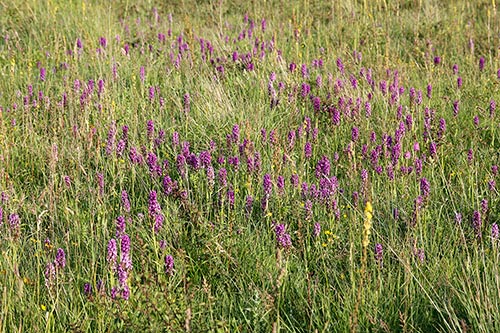 Dactylorhiza praetermissa img_02557