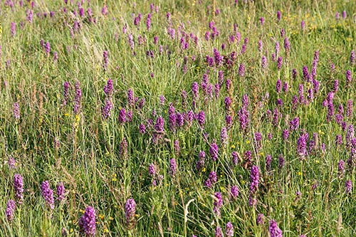 Dactylorhiza praetermissa img_02561