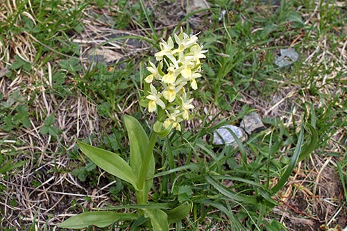 Dactylorhiza sambucina img_05207