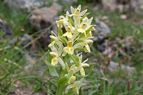 Dactylorhiza sambucina img_05209