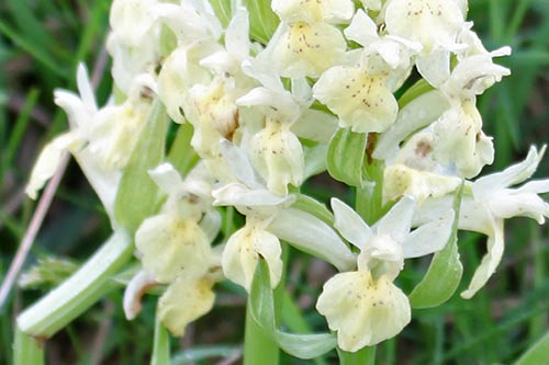 Dactylorhiza sambucina img_09413