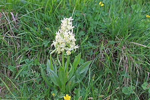 Dactylorhiza sambucina img_09414