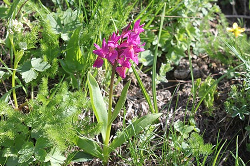 Dactylorhiza sambucina img_09636