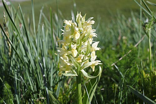 Dactylorhiza sambucina img_09686