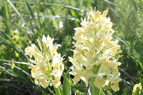 Dactylorhiza sambucina img_09690
