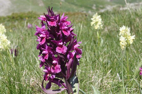 Dactylorhiza sambucina img_09928
