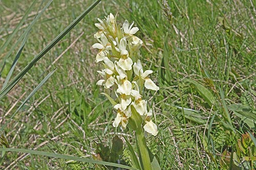 Dactylorhiza sambucina img_09930
