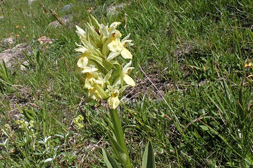 Dactylorhiza sambucina img_09964