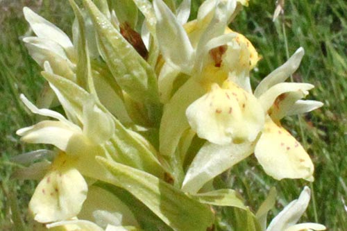 Dactylorhiza sambucina img_09964a